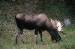 Elch B�r Hirsch Wolf in Kanada